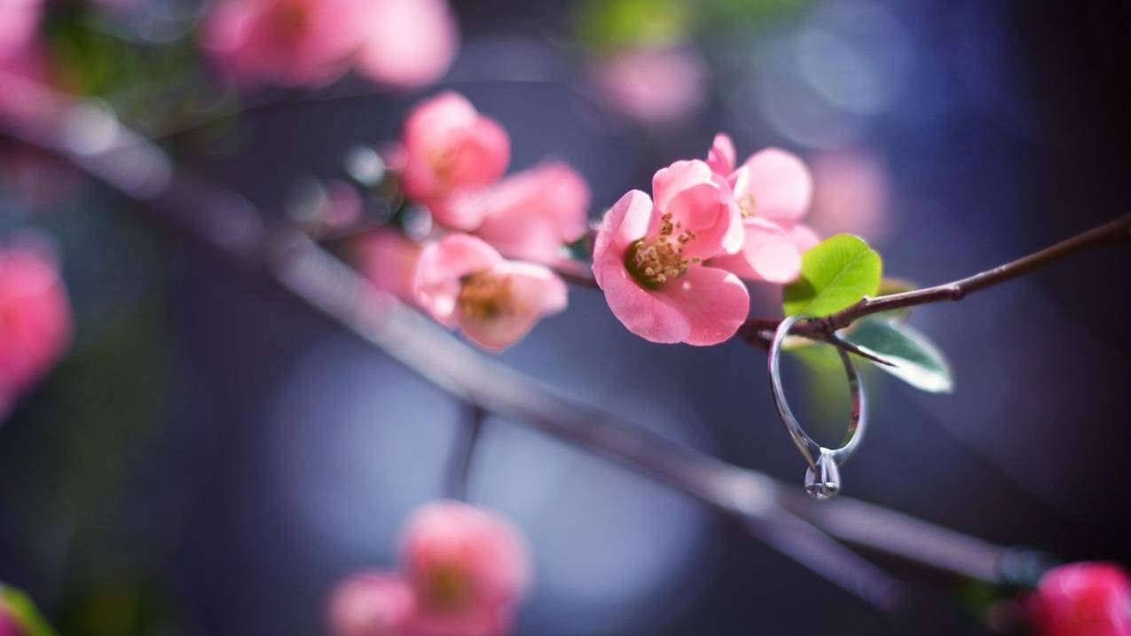 网红商城